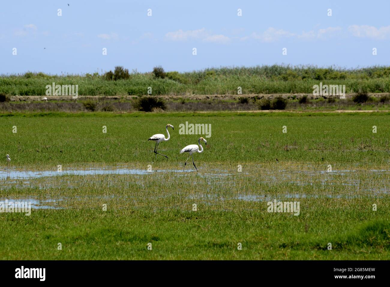 Rice paddies atdelta river Ebro in Buda island, Deltebre , Baix Ebre, Tarragona, Catalonia, Spain Stock Photo