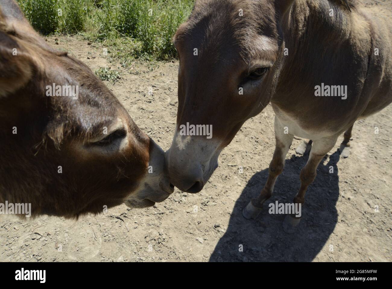 donkey, Stock Photo
