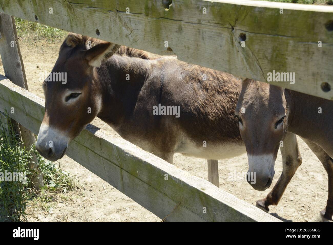 donkey, Stock Photo