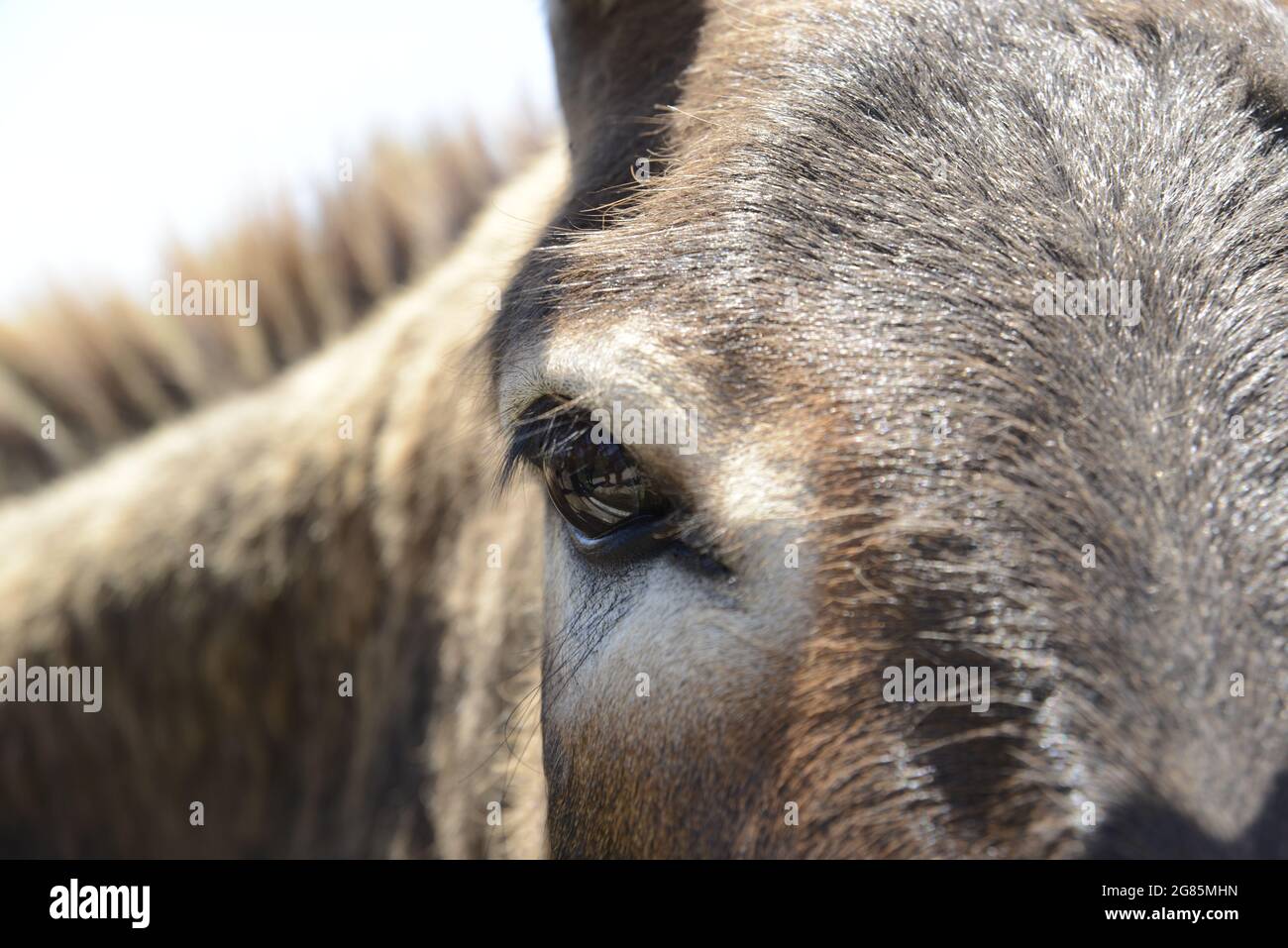 donkey eye Stock Photo