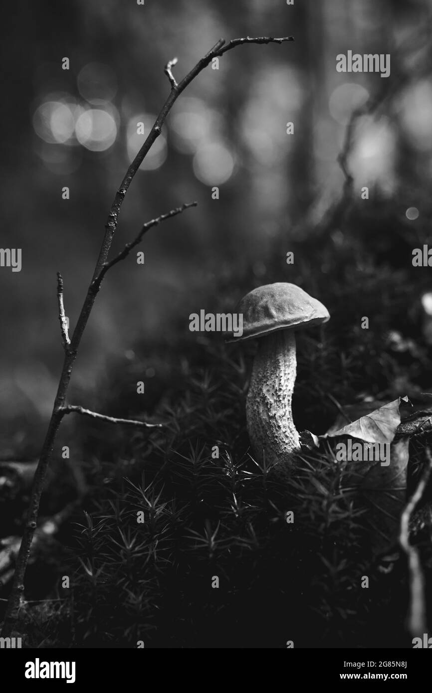 Birch bolete mushroom or leccinum scabrum growing in a forest moss in black and white Stock Photo