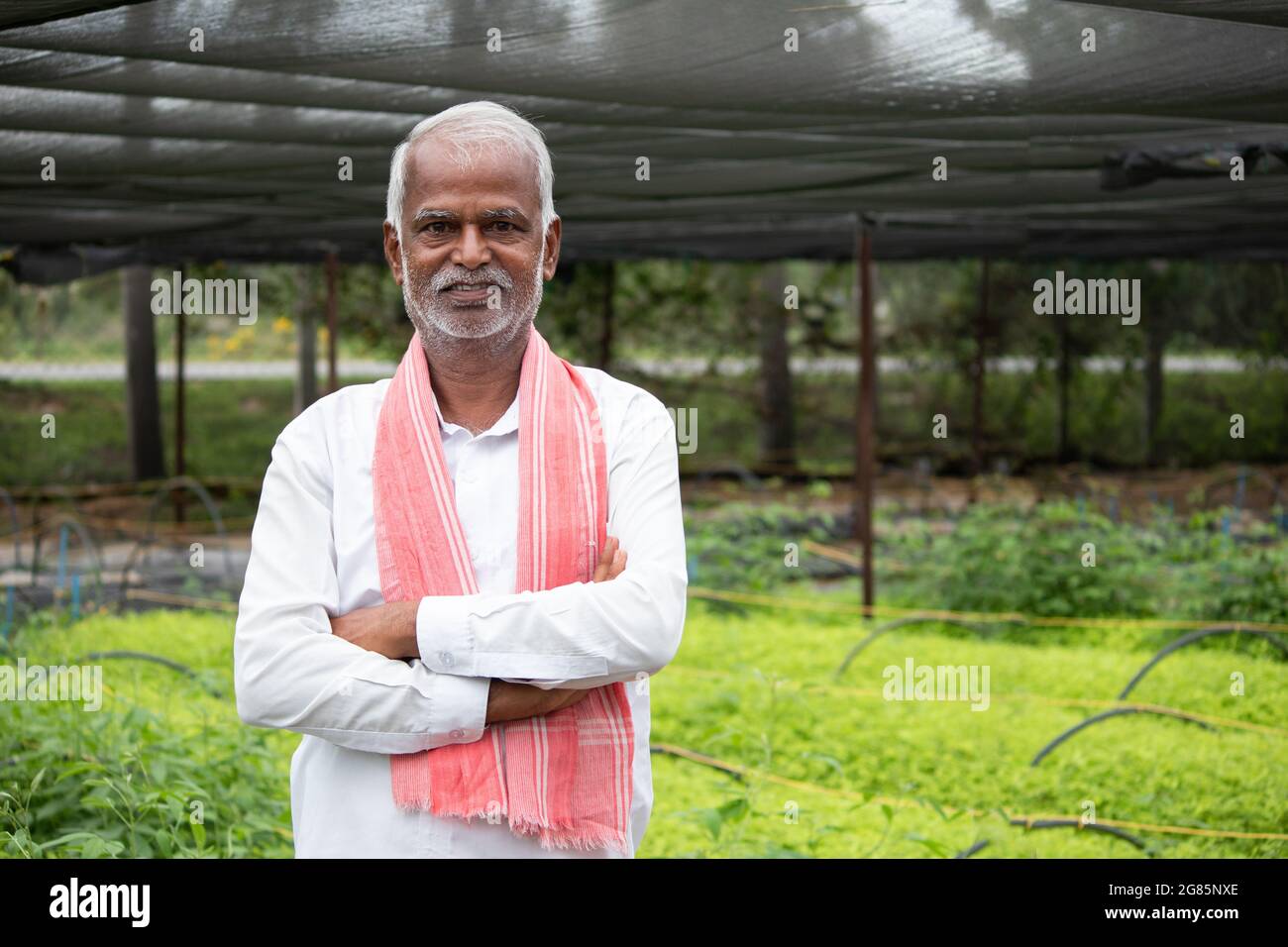 Medium close up shot of smiling senior Inidan Farmer with arms crossed confidently standing in the greenhouse or poly house with grown green samplings Stock Photo