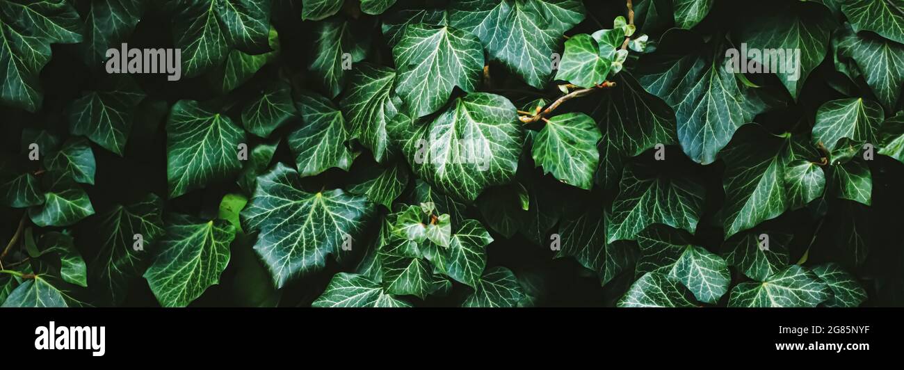 Green shrub wall as plant texture, nature background and botanical