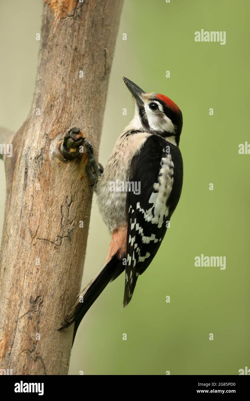 Close up of a Great spotted woodpecker (Dendrocopos major) perched on a tree against green background, UK. Stock Photo