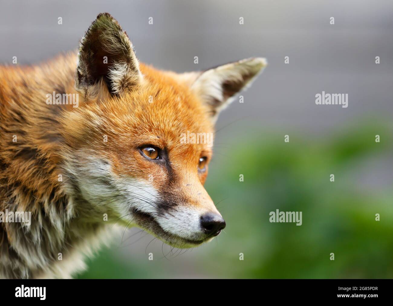 Portrait of a Red fox (Vulpes vulpes), England, UK. Stock Photo