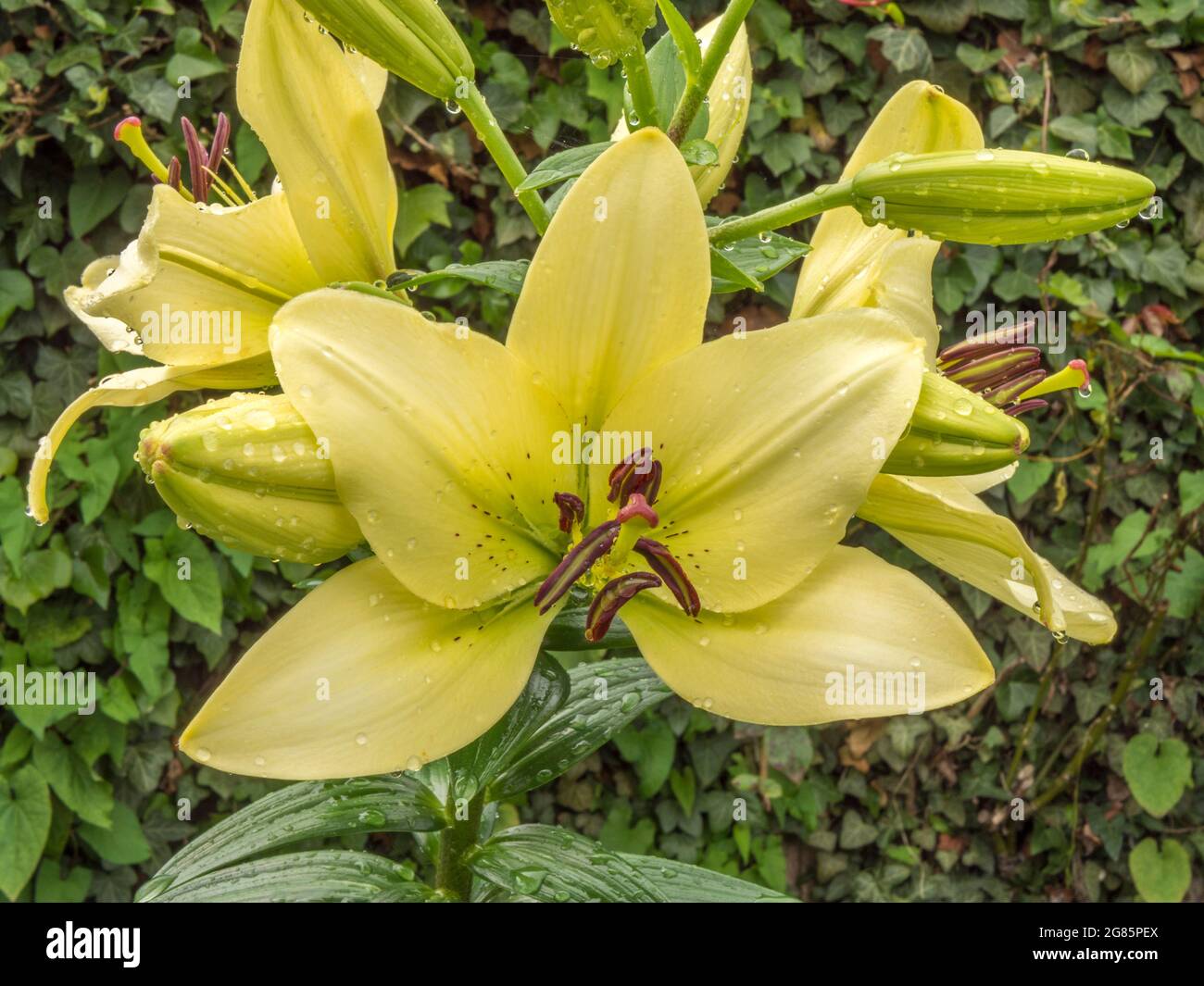 Closeup POV shot of a newly flowering group of pale green lilies and buds, wet after rainfall, growing in a garden / yard. Stock Photo
