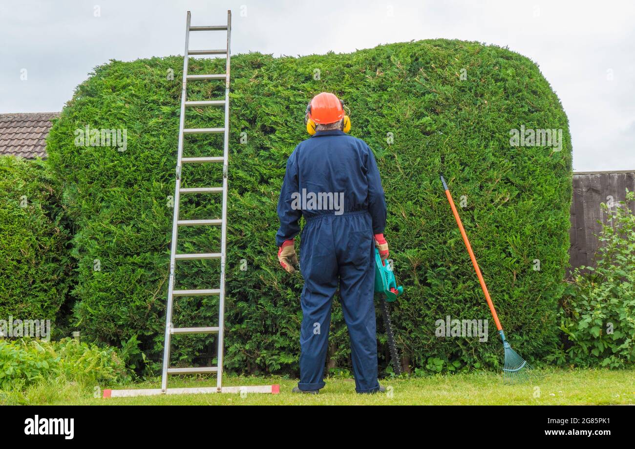 Male gardener, standing in overalls, gloves & protective helmet, holding a trimmer and facing a newly cut tall hedge, with ladder and rake against it. Stock Photo