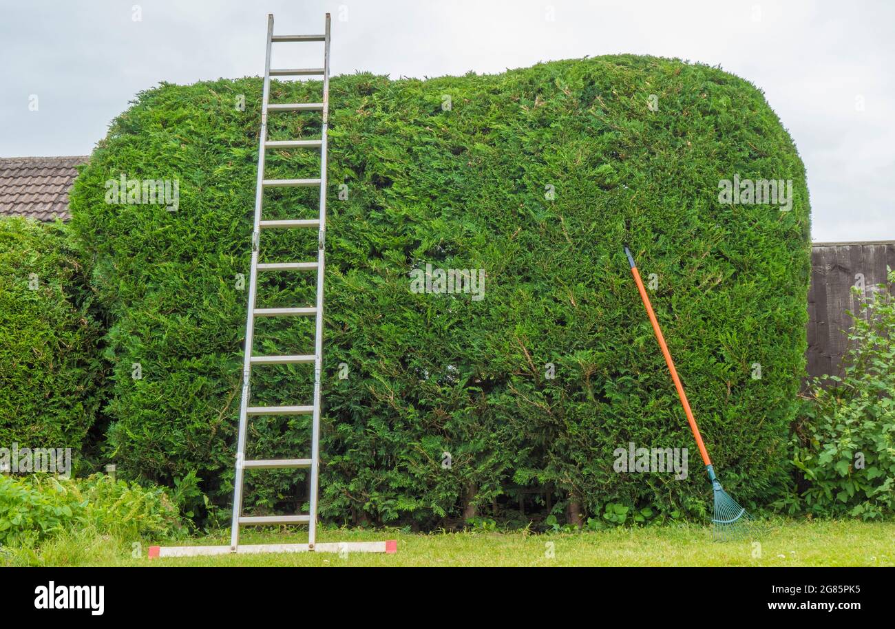 A ladder and a rake leaning against a newly cut tall green conifer boundary hedge in a suburban garden. Stock Photo