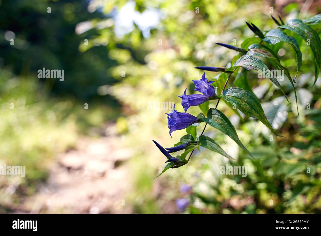 Beautiful giant bellflower with blue flowers growing on teh side of a forest road in Carpathian mountains Stock Photo