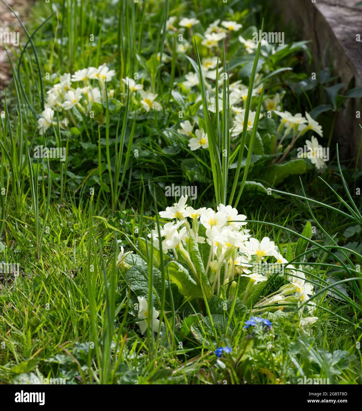 Wild Primroses (Primula vulgaris) and forget me nots flowering in a spring garden UK April Stock Photo