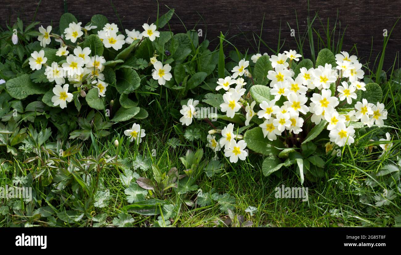 Wild Primroses (Primula vulgaris) flowering in a spring garden UK April Stock Photo