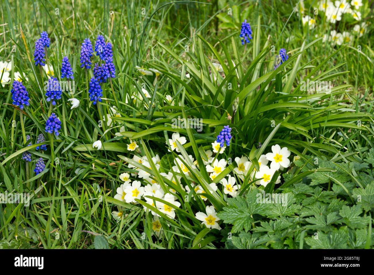 Primroses (primula vulgaris) and grape hyacinths (muscari)  flowering in a spring garden UK April Stock Photo