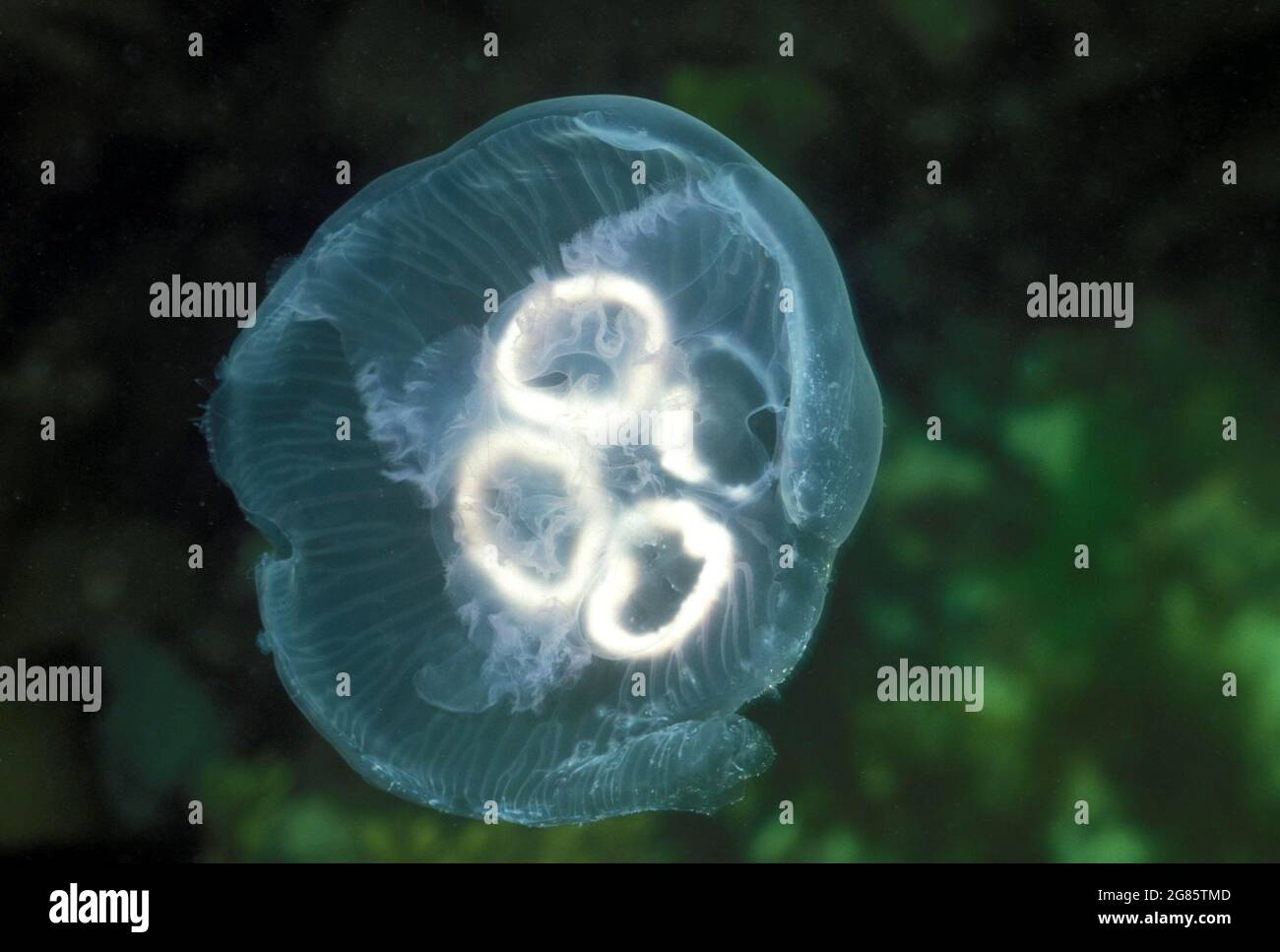Moon Jellyfish Common Jellyfish Saucer Jellyfish (Aurelia aurita) swimming Atlantic Ocean