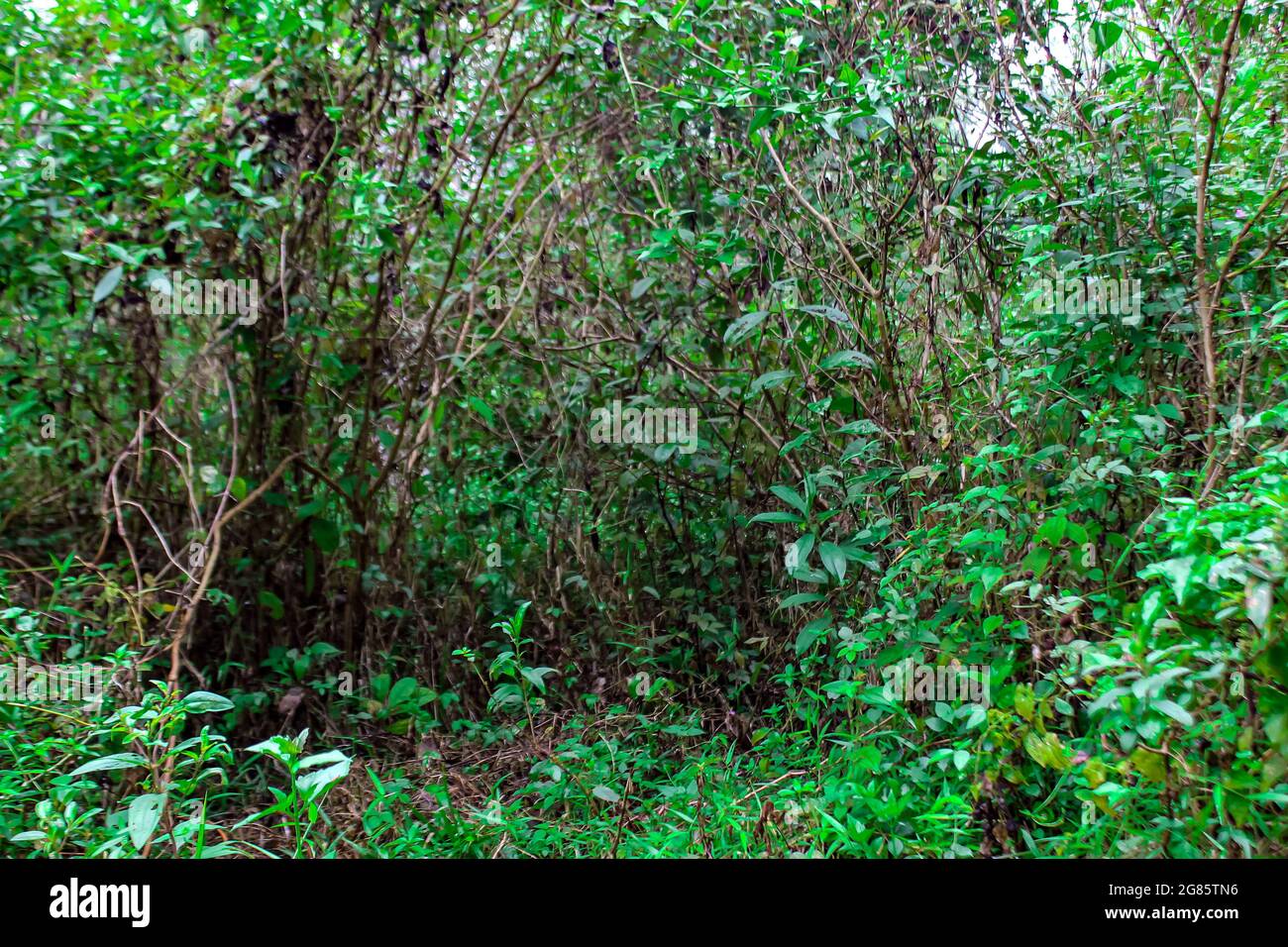 Green plants growing in the forest Stock Photo Alamy