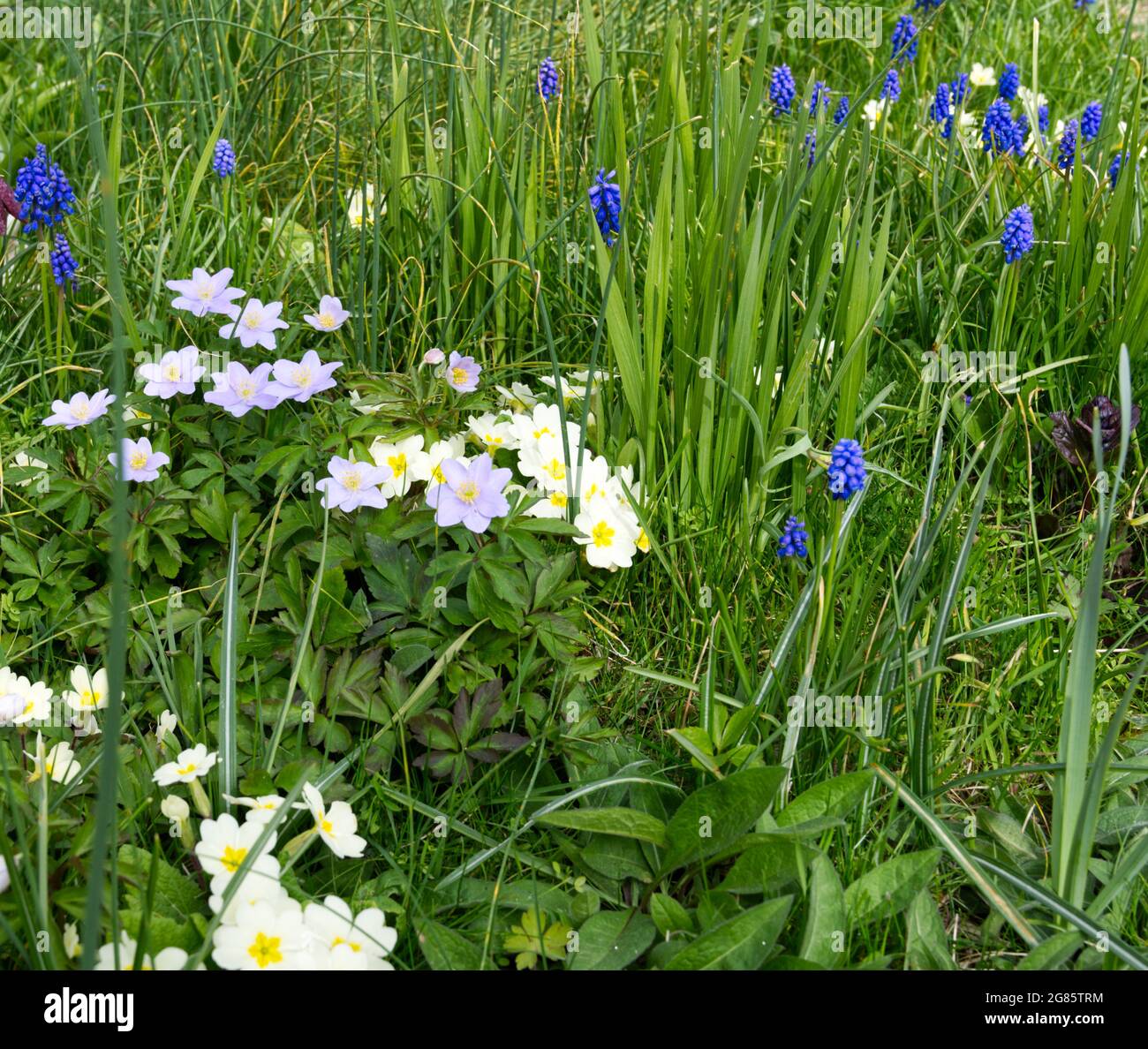 Spring flowers, Blue wood anemone (Anemone nemorosa Robinsoniana ) primroses and muscari growing
