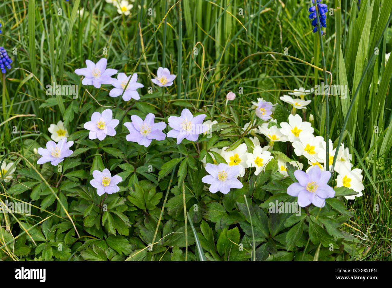 Spring flowers, Blue wood anemone (Anemone nemorosa Robinsoniana ) primroses and muscari growing