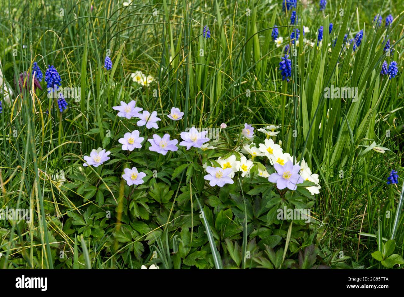 Spring flowers, Blue wood anemone (Anemone nemorosa Robinsoniana ) primroses and muscari growing