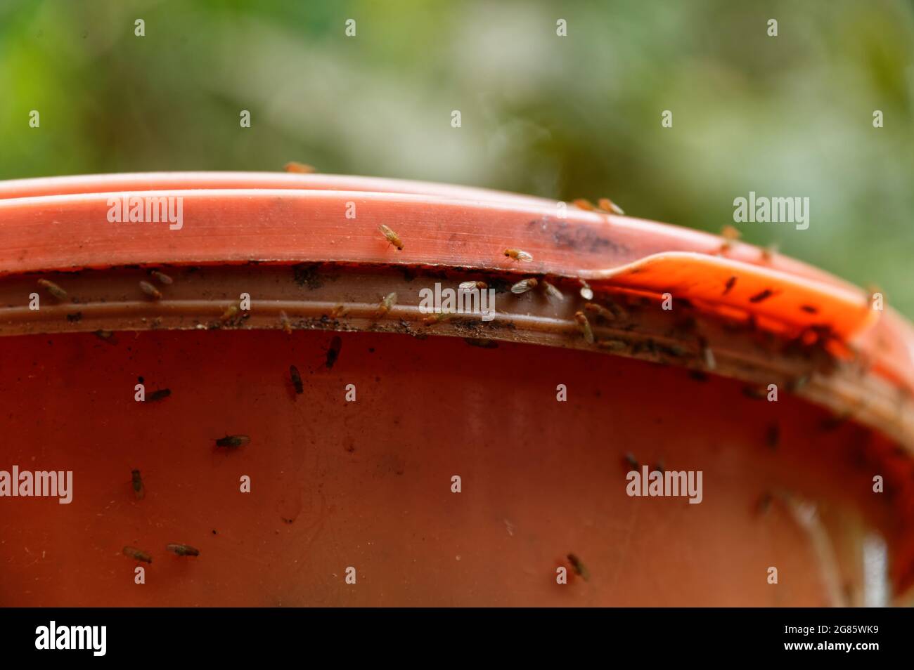 Common compost flies hires stock photography and images Alamy