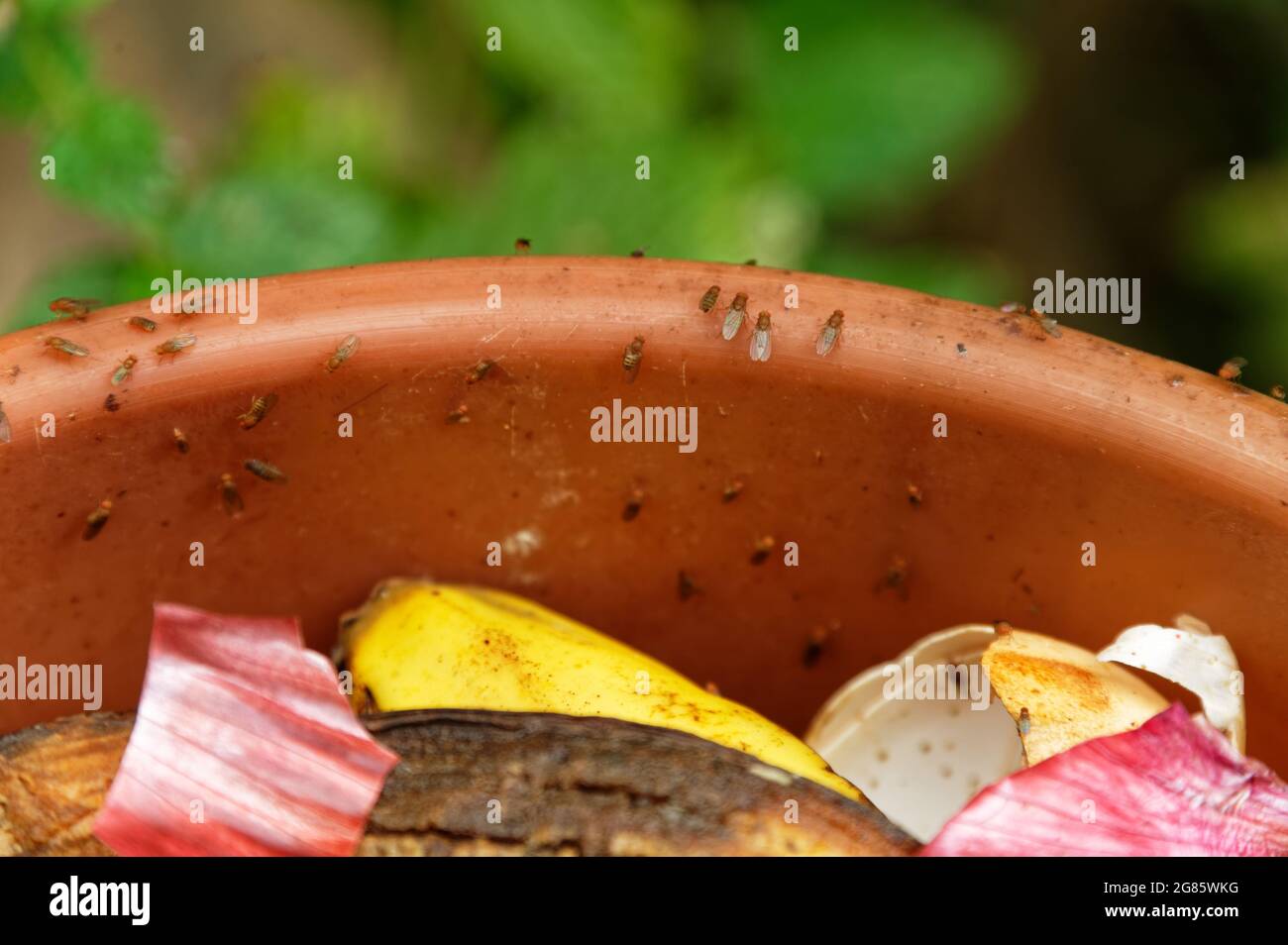 A compost bin has attracted the fruit flies Stock Photo Alamy