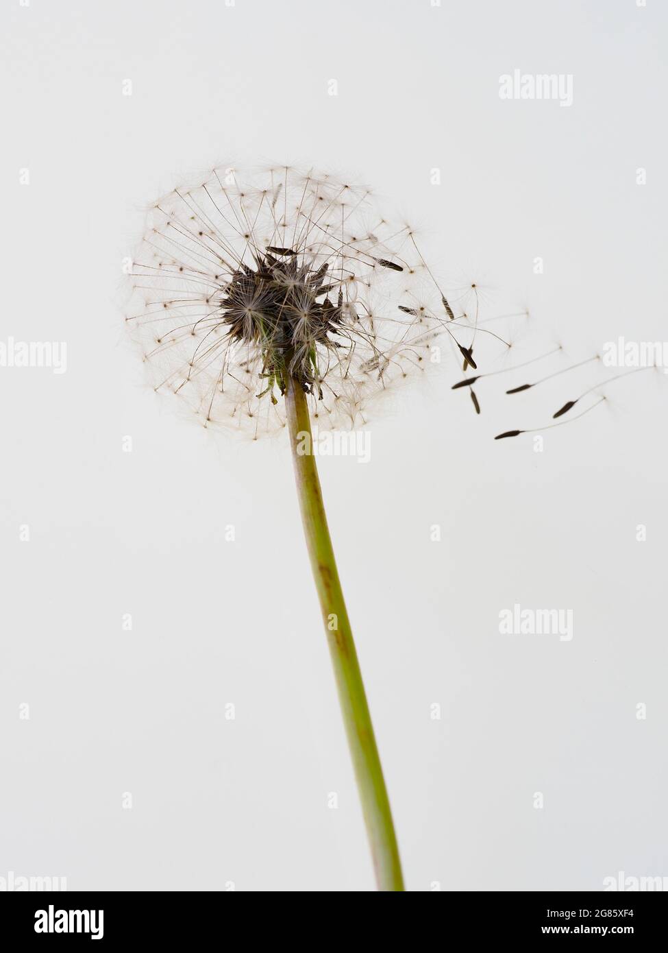 Dandelion seed head seen in close-up  Stock Photo