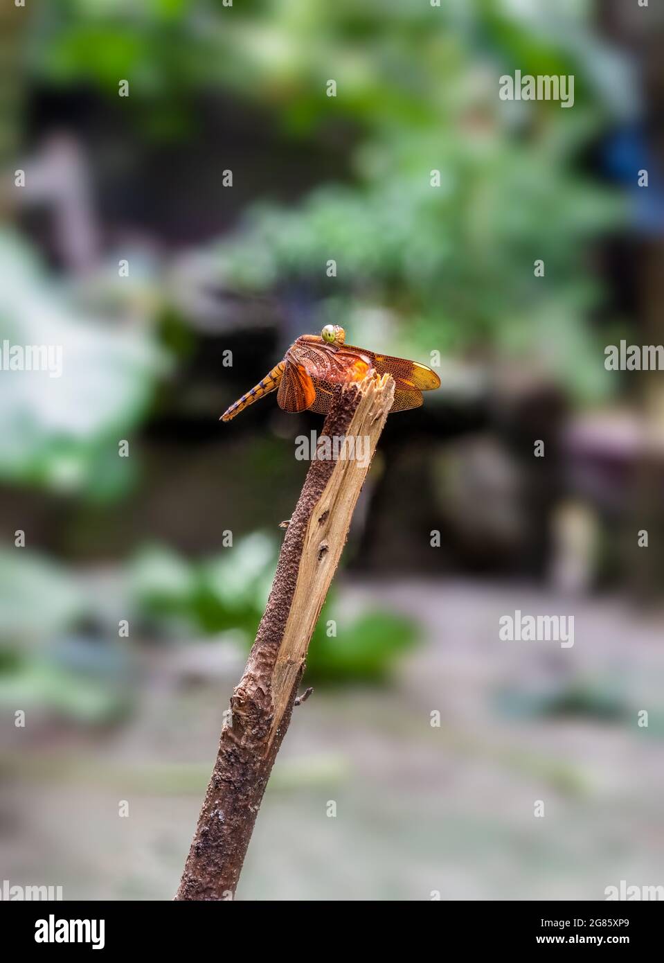 A red dragonfly resting on a dead tree trunk Stock Photo