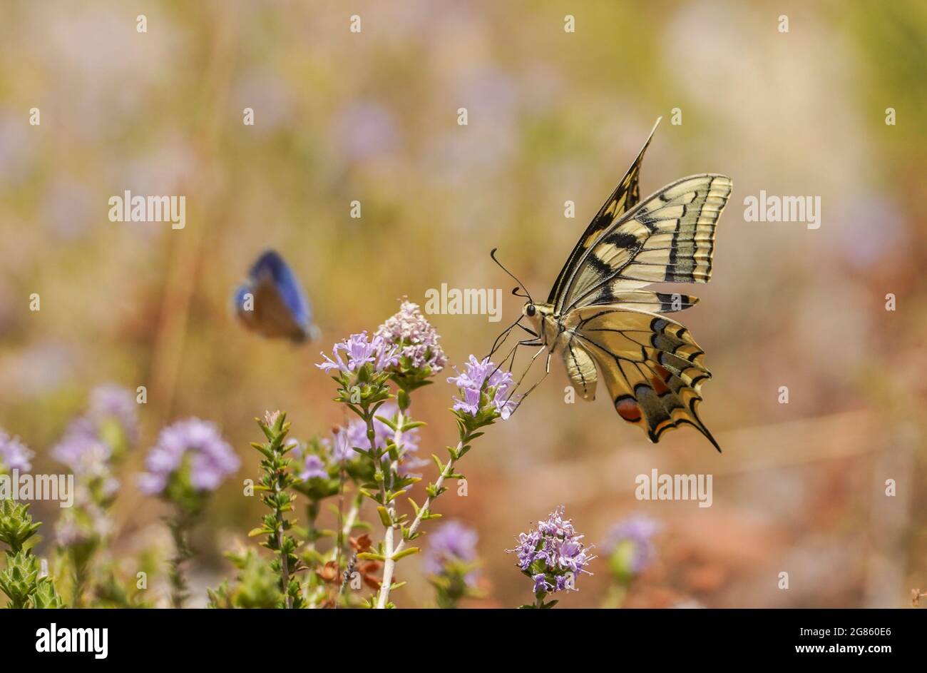 Common yellow swallowtail, Papilio machaon, butterfly. feeding on flowering thyme, Andalusia, Spain. Stock Photo