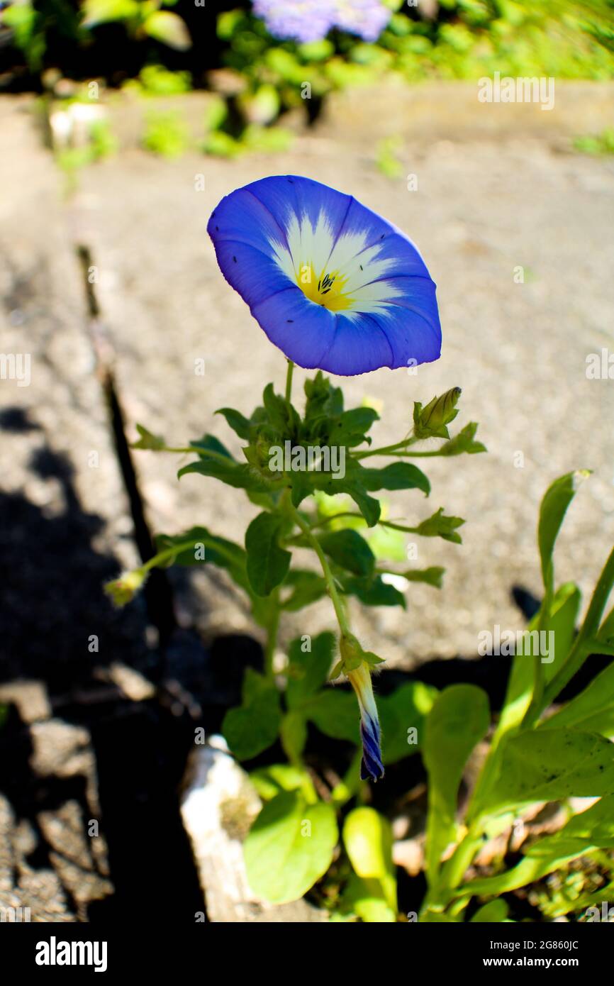 Dwarf morning glory latin name Convolvulus tricolour, blue with white and a yellow centre Stock Photo