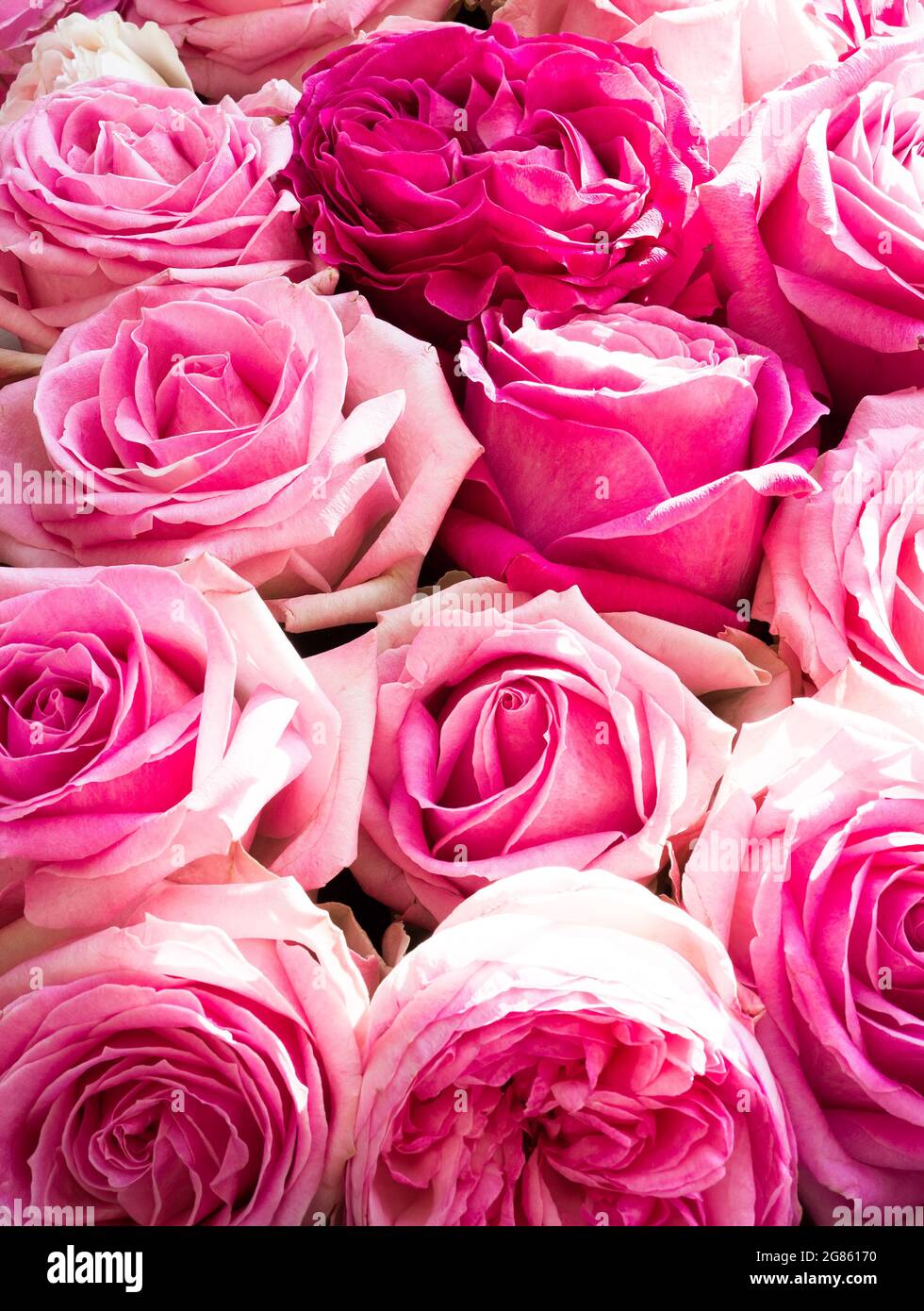 Group of ten pink roses in bloom Stock Photo Alamy