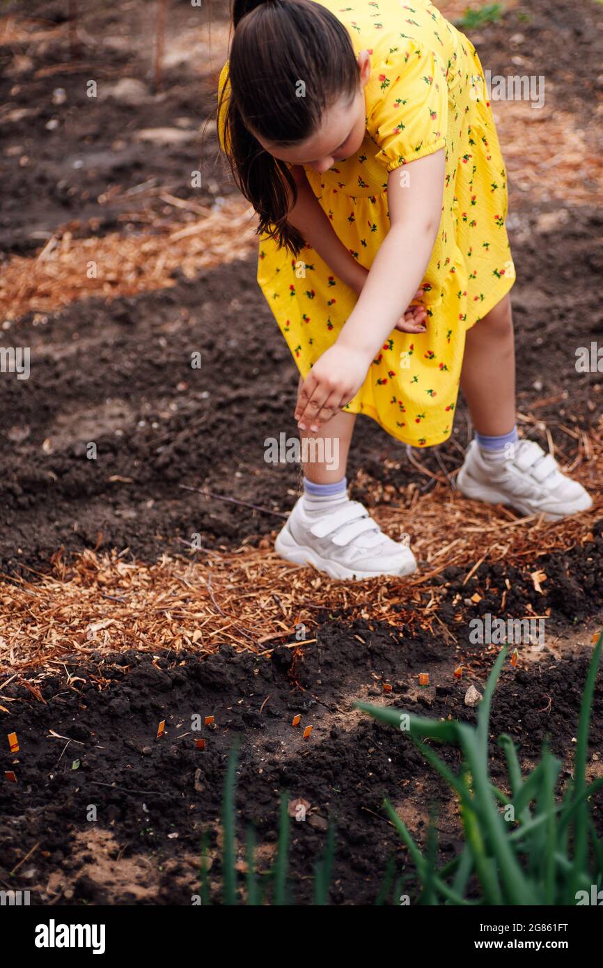 the child bends over the beds and plants plants in the garden in black soil, the girl takes care of vegetables and adds organic fertilizer Stock Photo