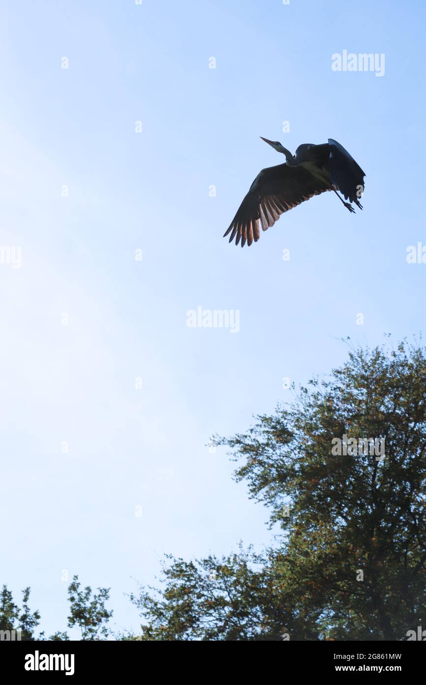 Grey heron flying in the blue sky. Wildlife. Stock Photo