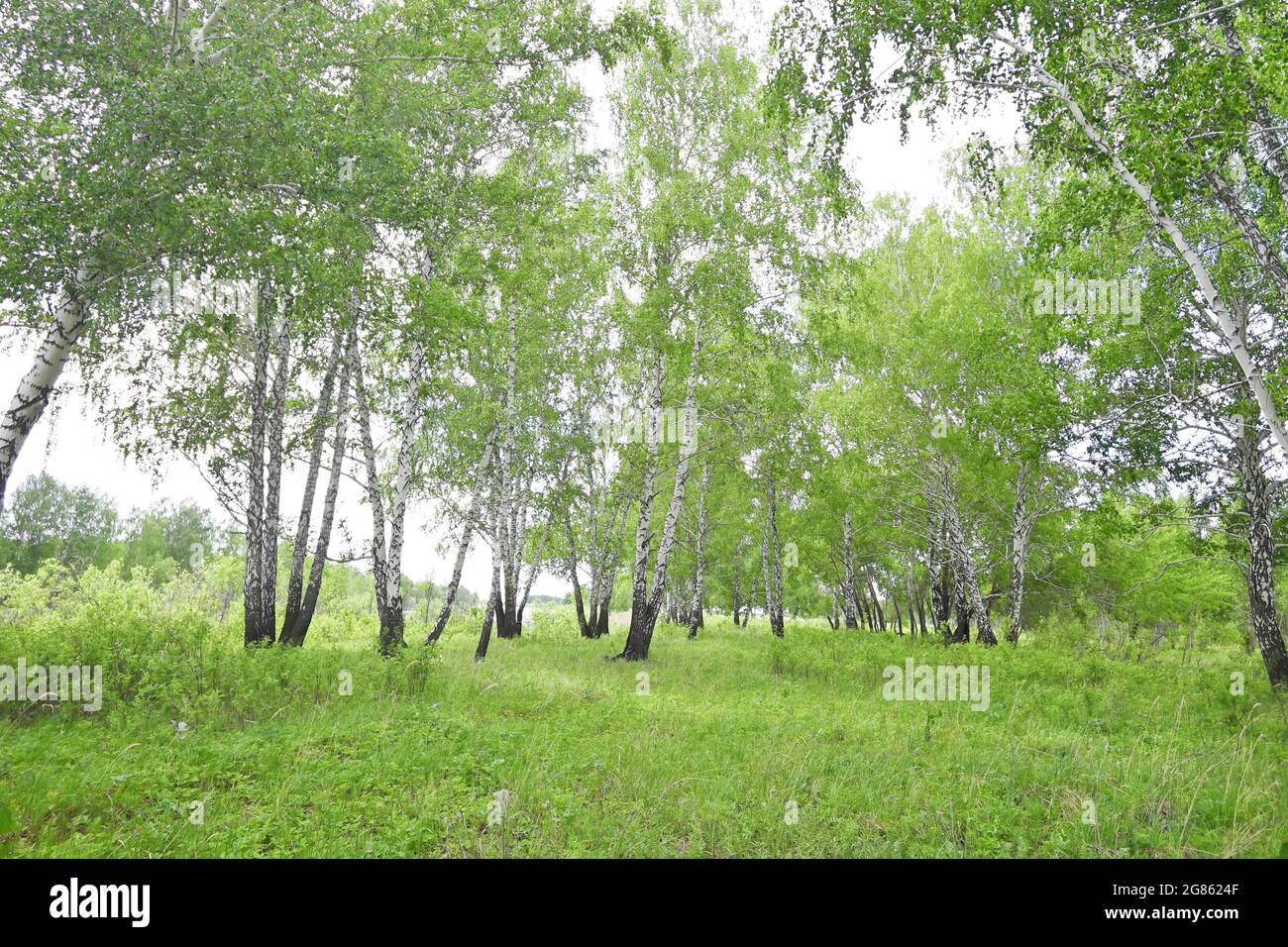 Spring birch forest Stock Photo - Alamy