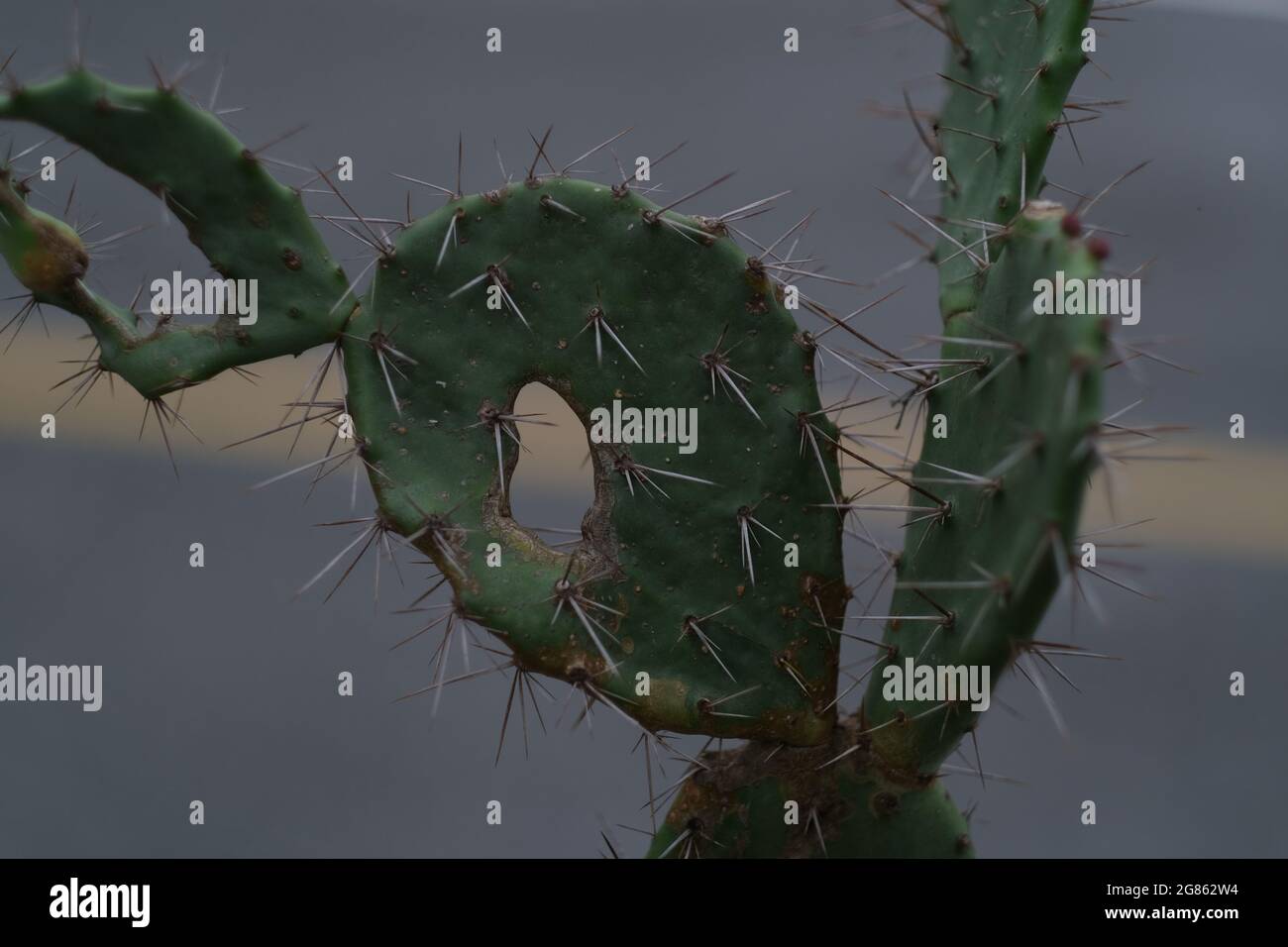 A body of cactus, old, spiky and ragged, on a curb of a public park in Thailand Stock Photo