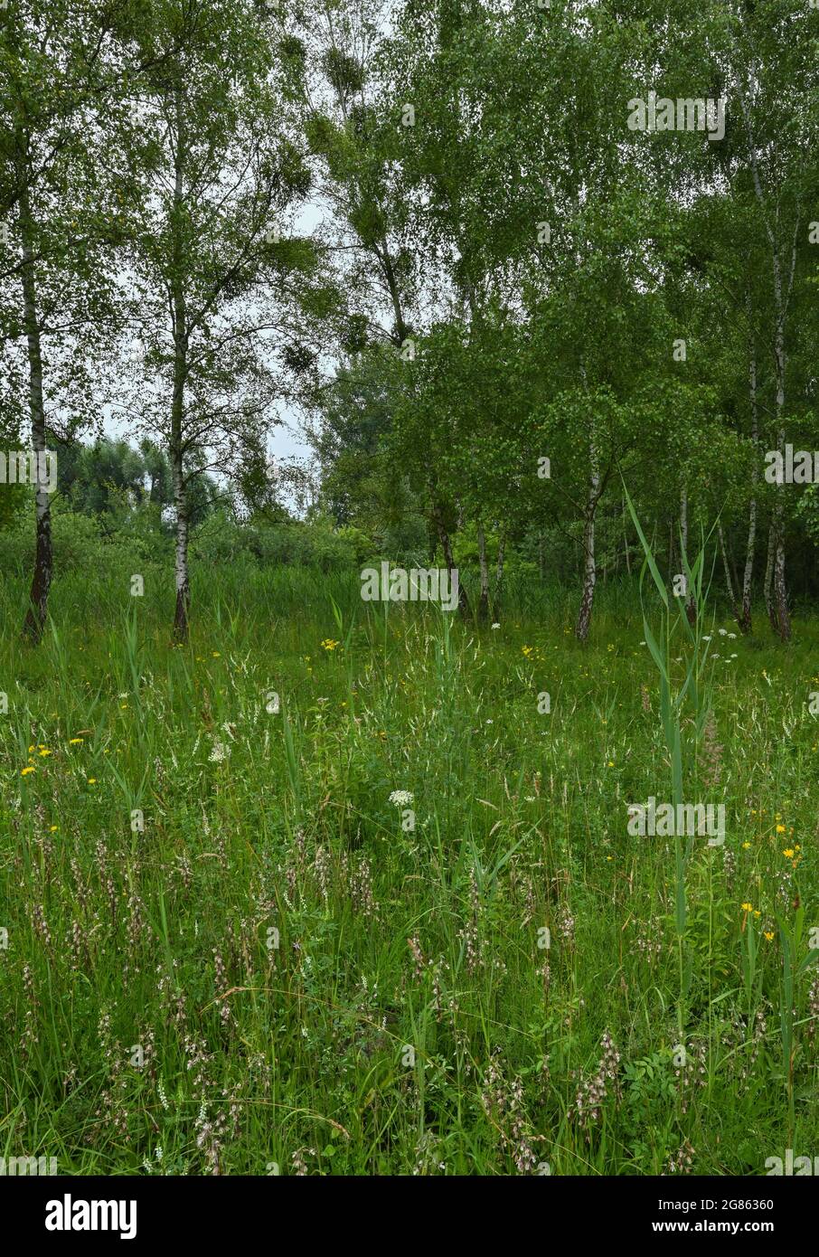 14 July 2021, Brandenburg, Zehdenick: Many flowering orchids of the species Sumpf-Stendelwurz (Epipactis palustris), also called Sumpf-Sitter, in a meadow in northern Brandenburg. A good eye is important when counting orchids by employees of the Brandenburg nature guard. Every flower panicle must be seen. According to the Brandenburg nature watch, around 51,000 flowering orchids have been recorded on specified counting areas. In the previous year there were just under 30 000, in 2016 only just under 14 000. 66 individual areas in ten large protected areas in the state were examined according t Stock Photo