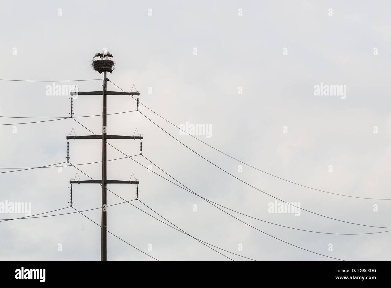 four white storks (ciconia ciconia) in nest on electricity pylon in cloudy sky Stock Photo