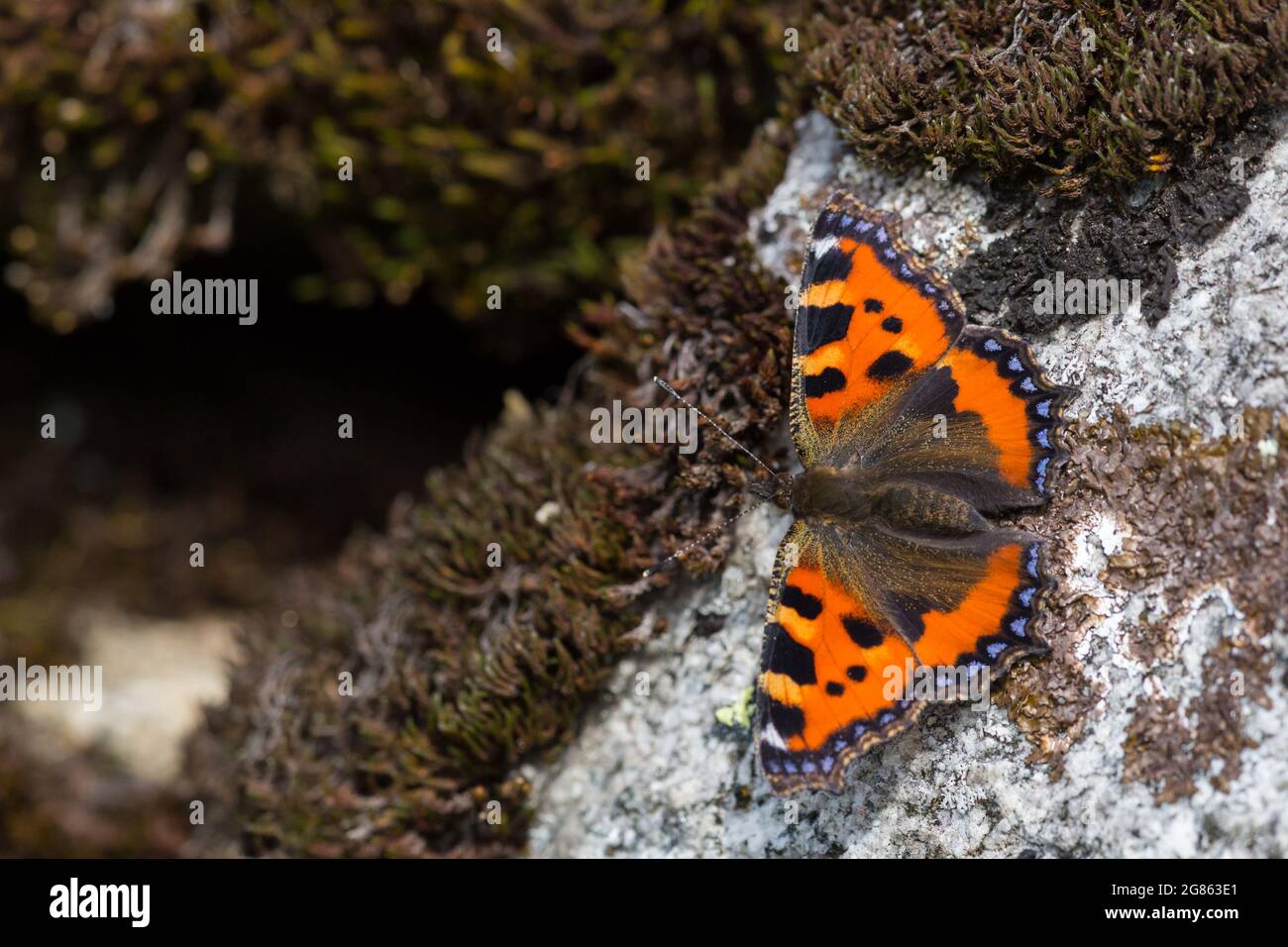 one small tortoiseshell butterfly (Aglais urticae) on stone with moss Stock Photo