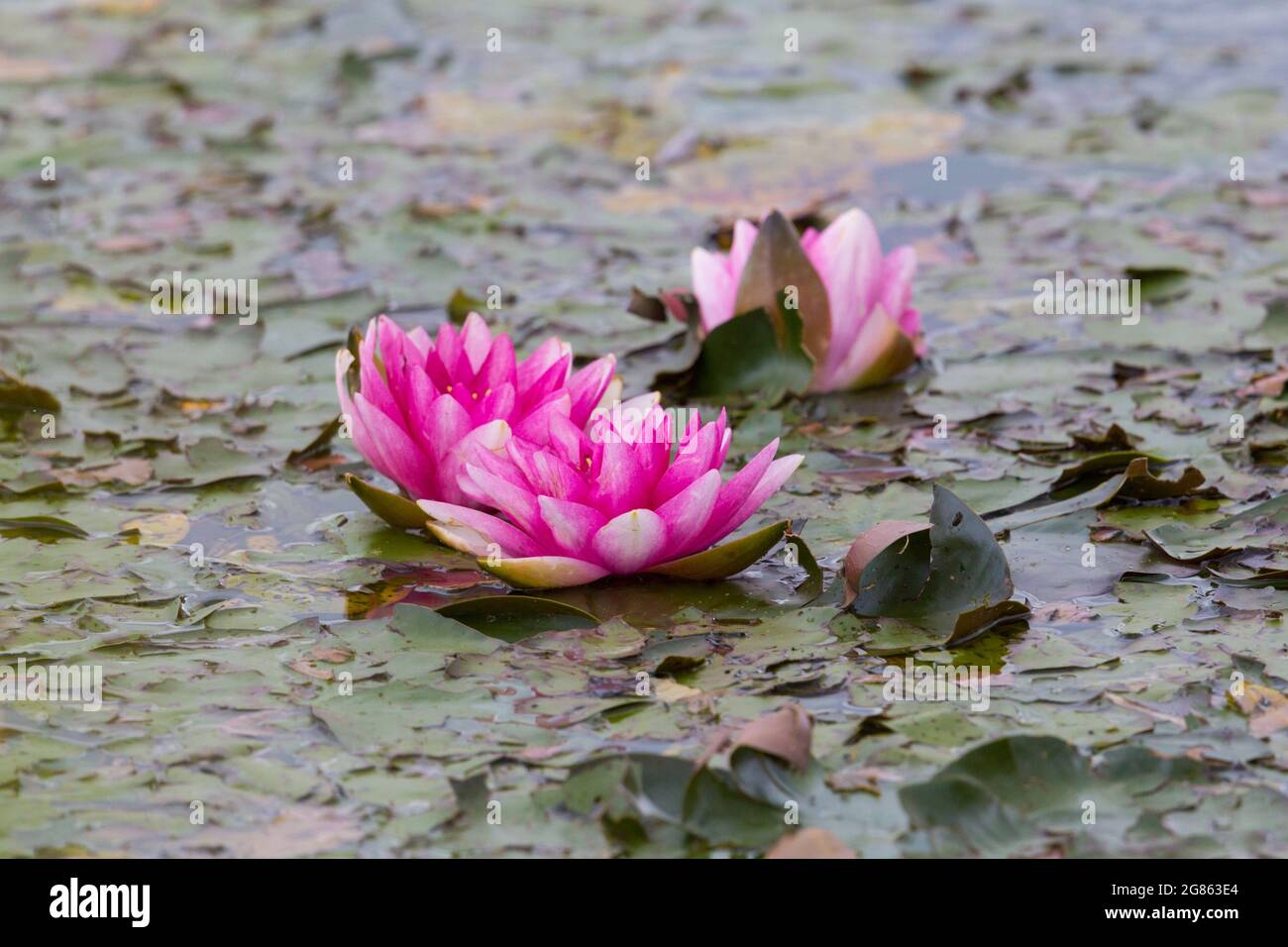 pink blossom of nymphaea flower in natural green pound Stock Photo