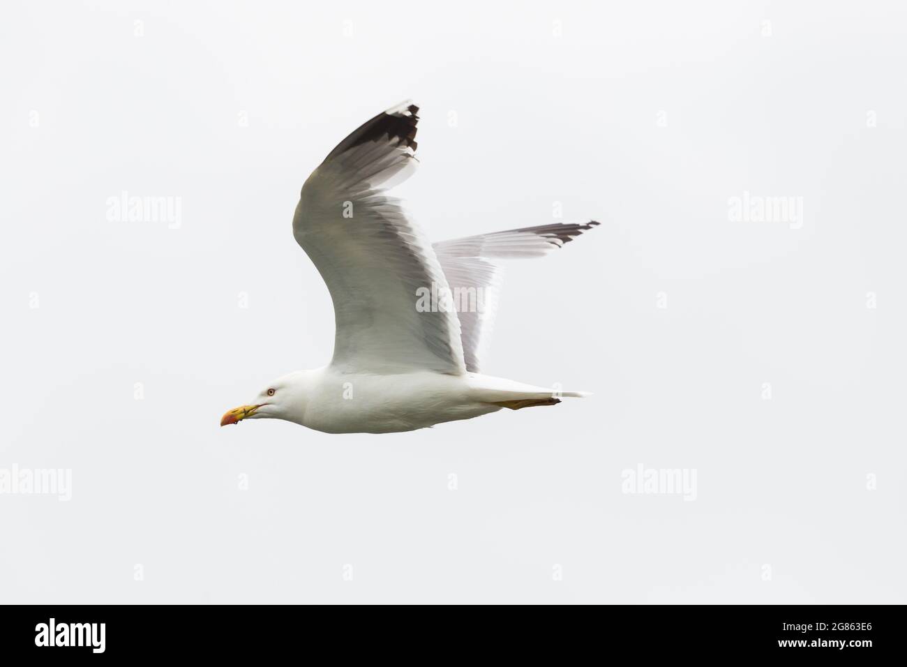 side view portrait flying isolated yellow-legged gull (larus michahellis) Stock Photo