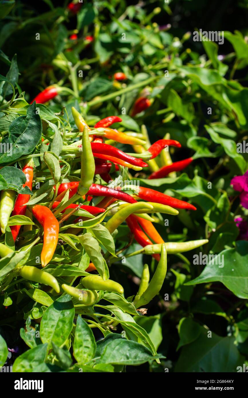 Colorful chili peppers growing in the garden Stock Photo - Alamy