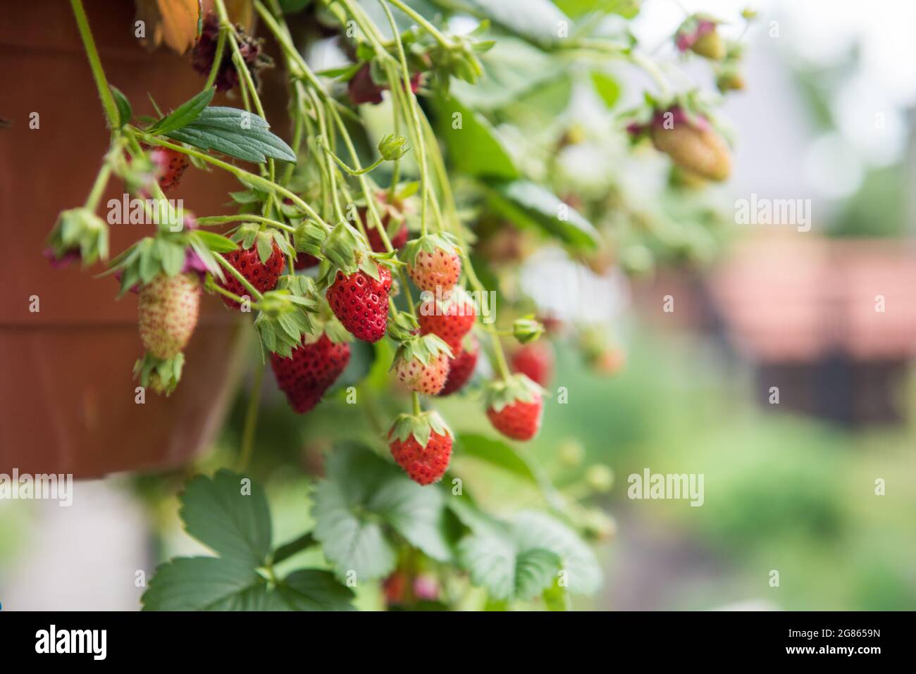 Strawberry plants growing in a terracotta pot Stock Photo Alamy
