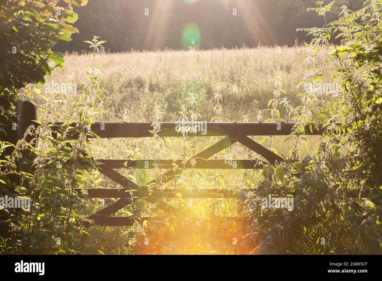 East Sussex, UK. 16 July 2021: Golden light at sunset illuminates a 5-bar gate in the East Sussex countryside, near Rotherfield. England is set to experience a mini heatwave this weekend with temperatures reaching up to 30 centigrade on Sunday. Anna Watson/Alamy Live News. Stock Photo