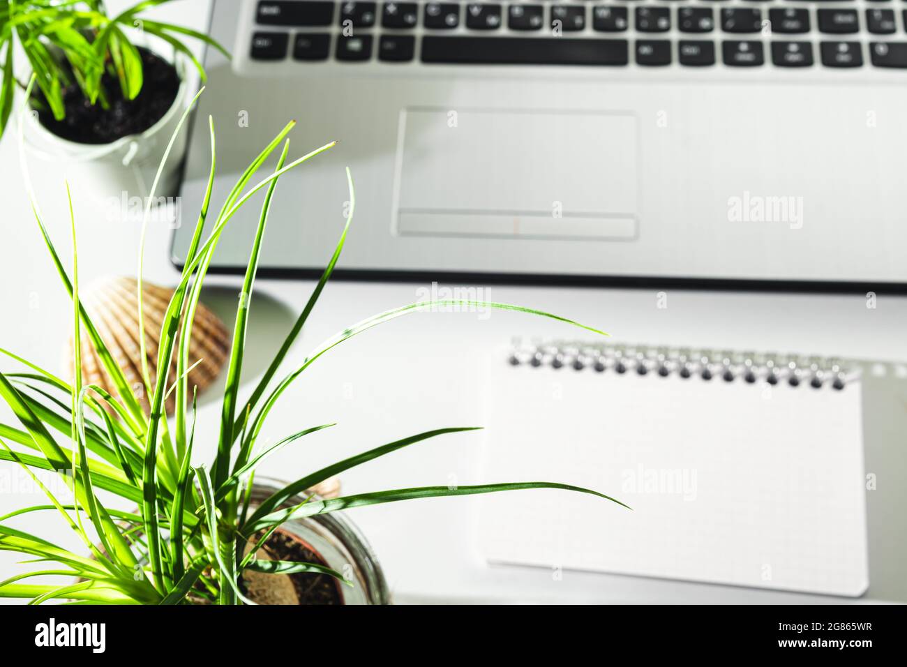 Home plant of beaucarnea recurvata on a desktop with a laptop and a notebook, selective focus Stock Photo
