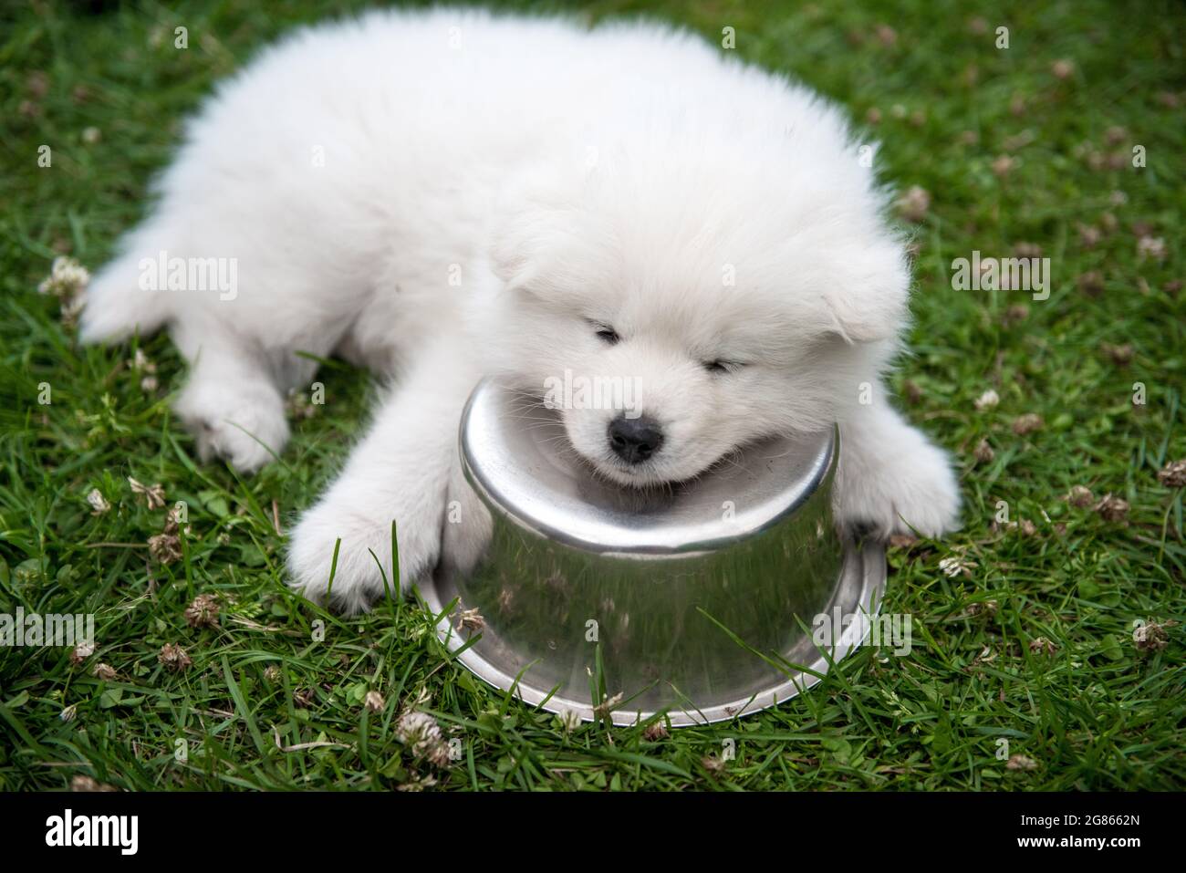Samoyed top small breed