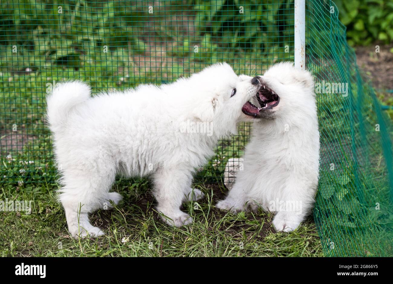 Two Funny Fluffy White Samoyed Puppies Dogs Are Playing Stock Photo Alamy
