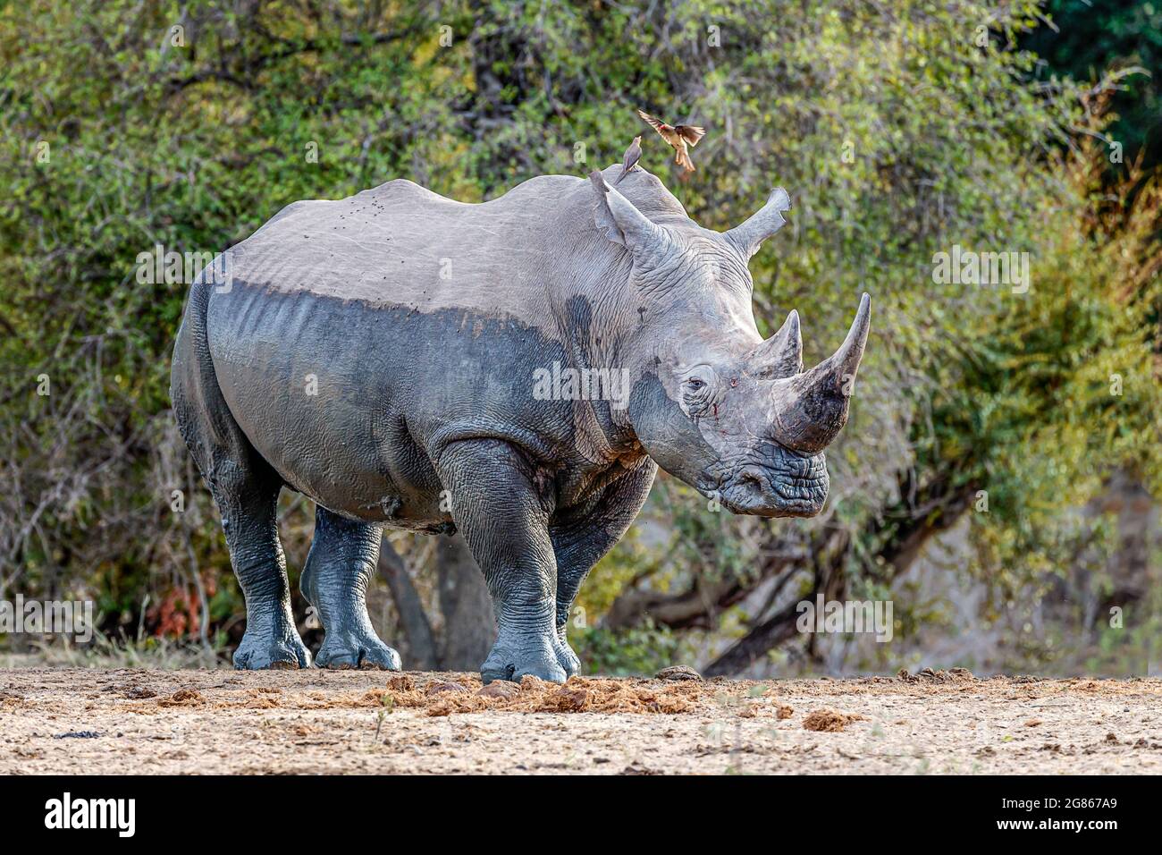 White rhino still covered in mud  with ox-peckers on its back Stock Photo