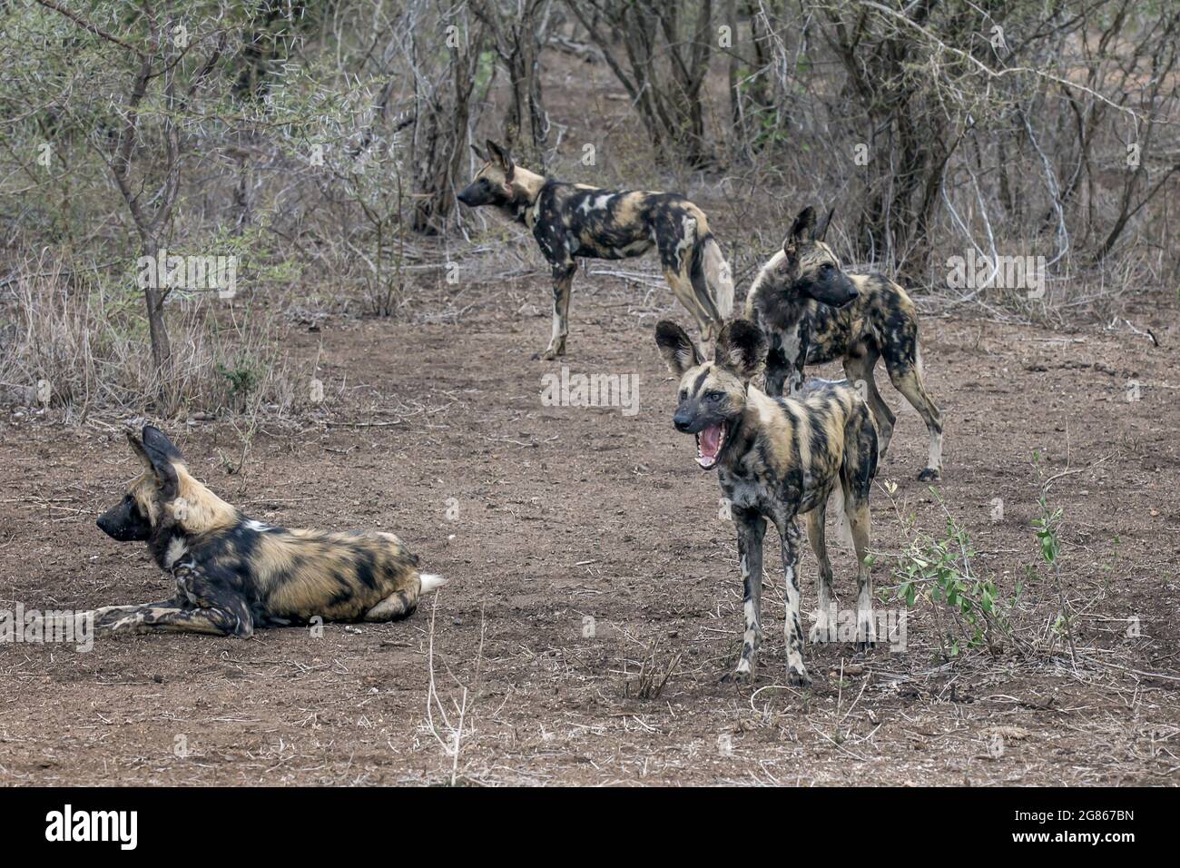 The African wild dog, Lycaon pictus, also known as the painted dog because of the animal’s colouring which features patches of black, brown, white, re Stock Photo