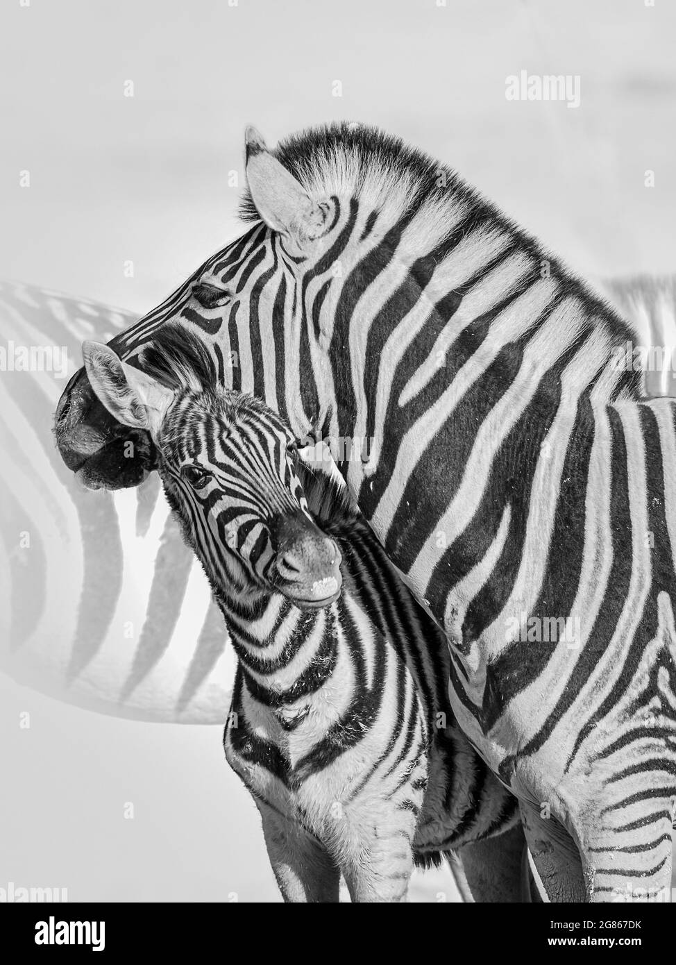 A zebra with foal using each other's bodies for a head support in Etosha Game Reserve, The Burchells zebra Equus burhelli  is also known as the plains Stock Photo