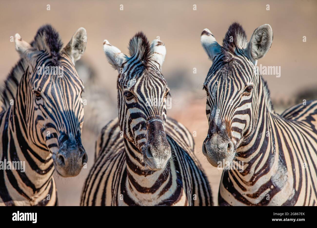 The Burchells zebra is also known as the plains zebra and is strictly dependent on water and will tend to stay in close proximity to it. It is a black Stock Photo
