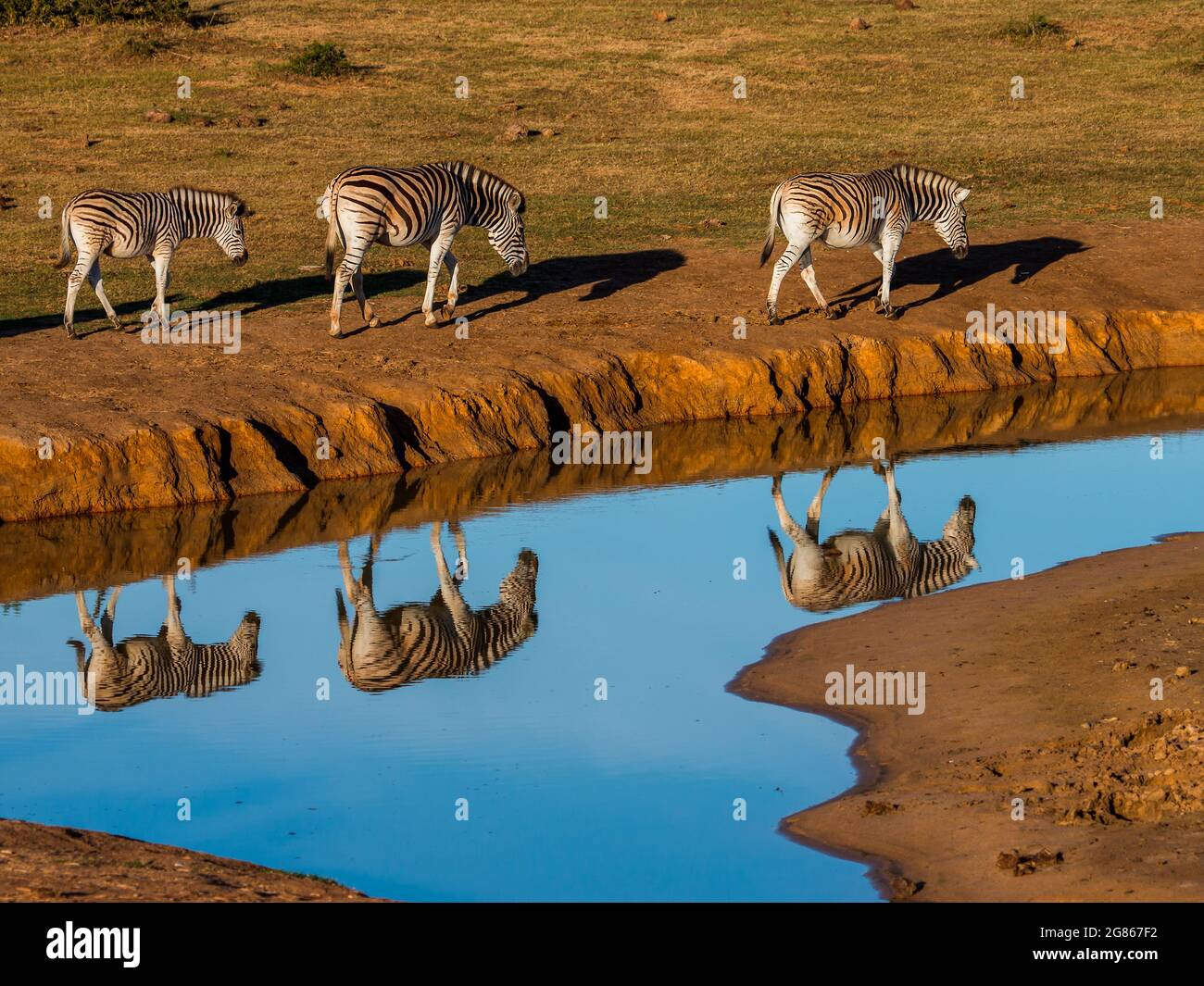 Three Zebra Equus burchellii Waliking next to water with full reflection Stock Photo
