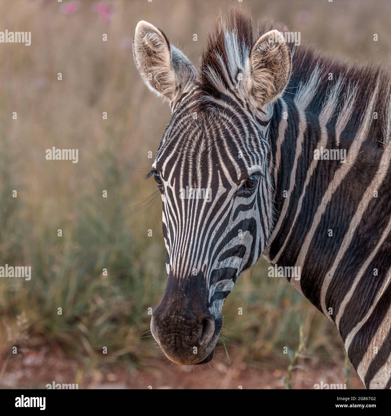 A portrait of Burchells zebra Equus burhelli also known as the plains ...