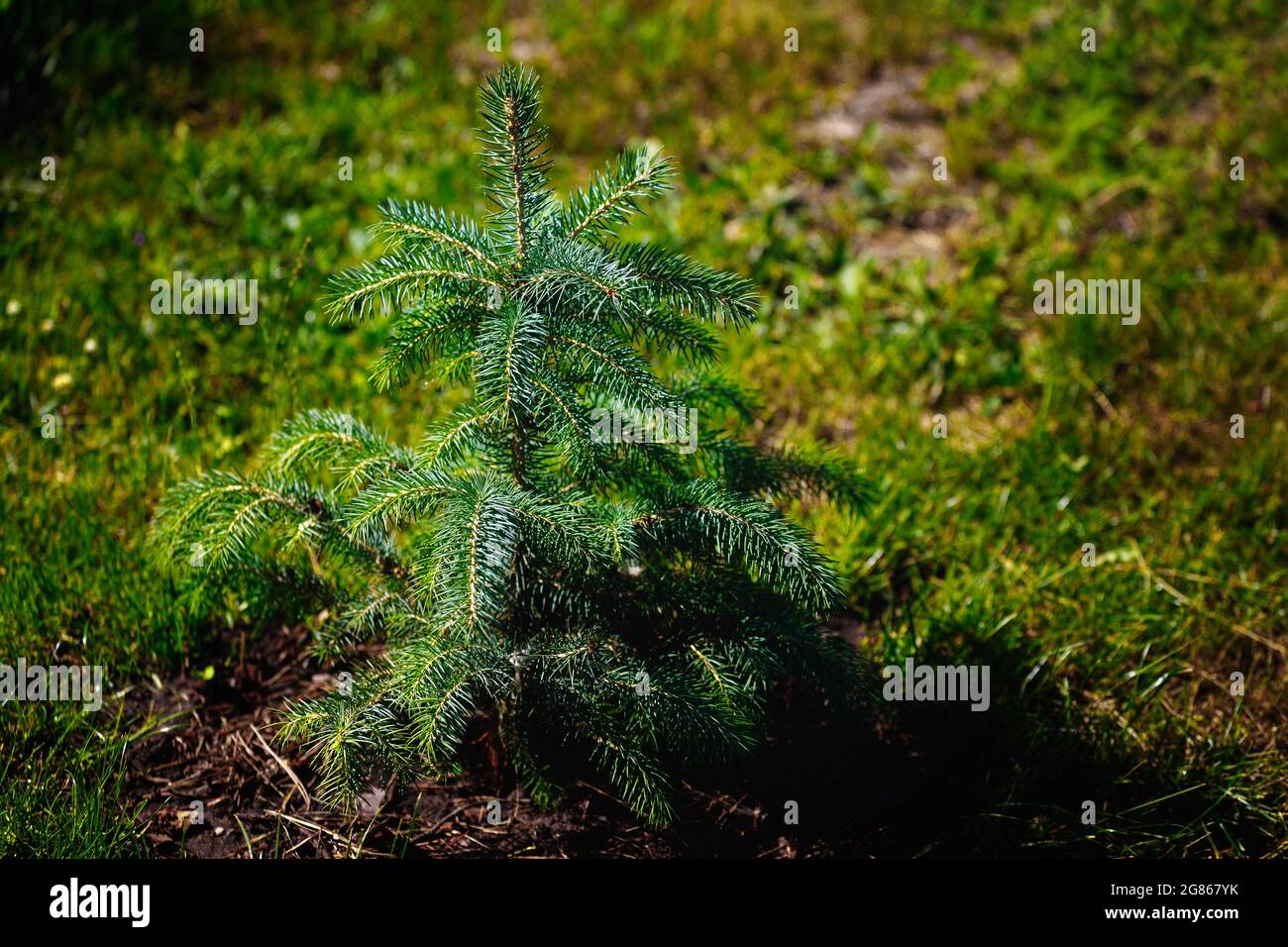 It's a tree of young spruce in the woods on the lawn. Natural habitat. Revival of trees and protection of ecology. Background Stock Photo